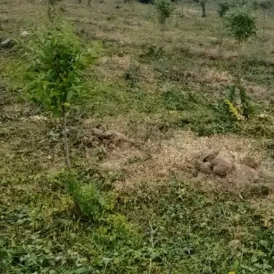 زمین آهودشت