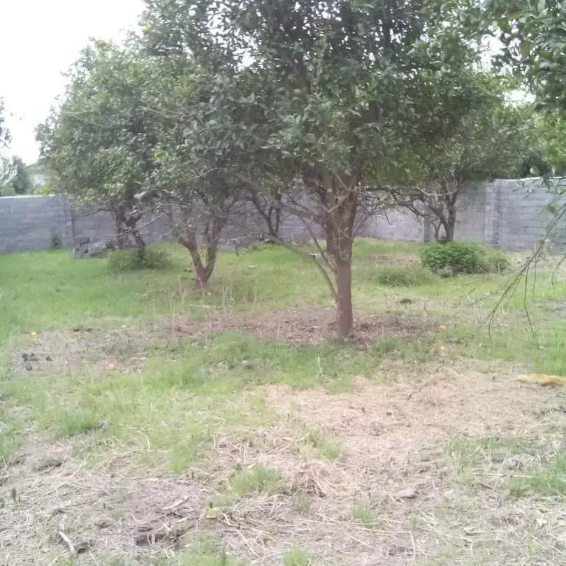 باغچه مرکبات