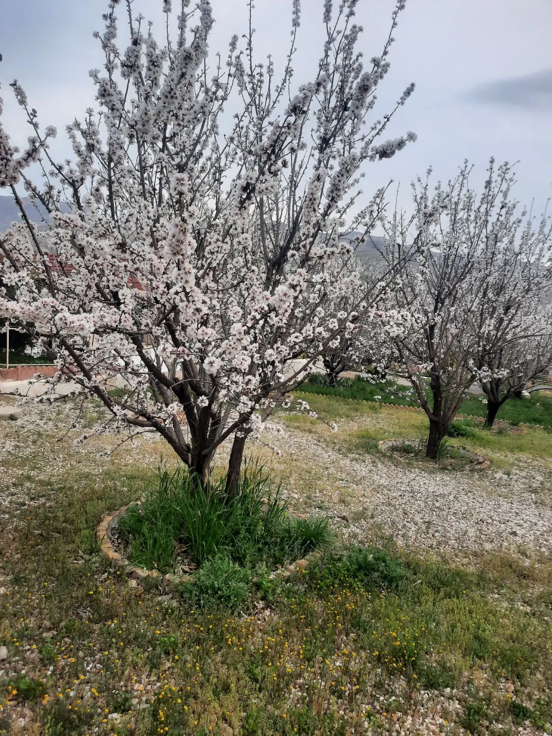 ۸۰۰۰هزار مترزمین باغی صدرا