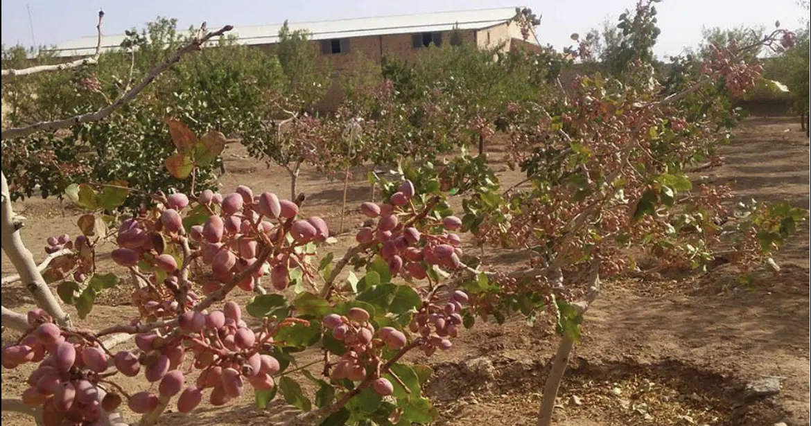فروش زمین پسته ای