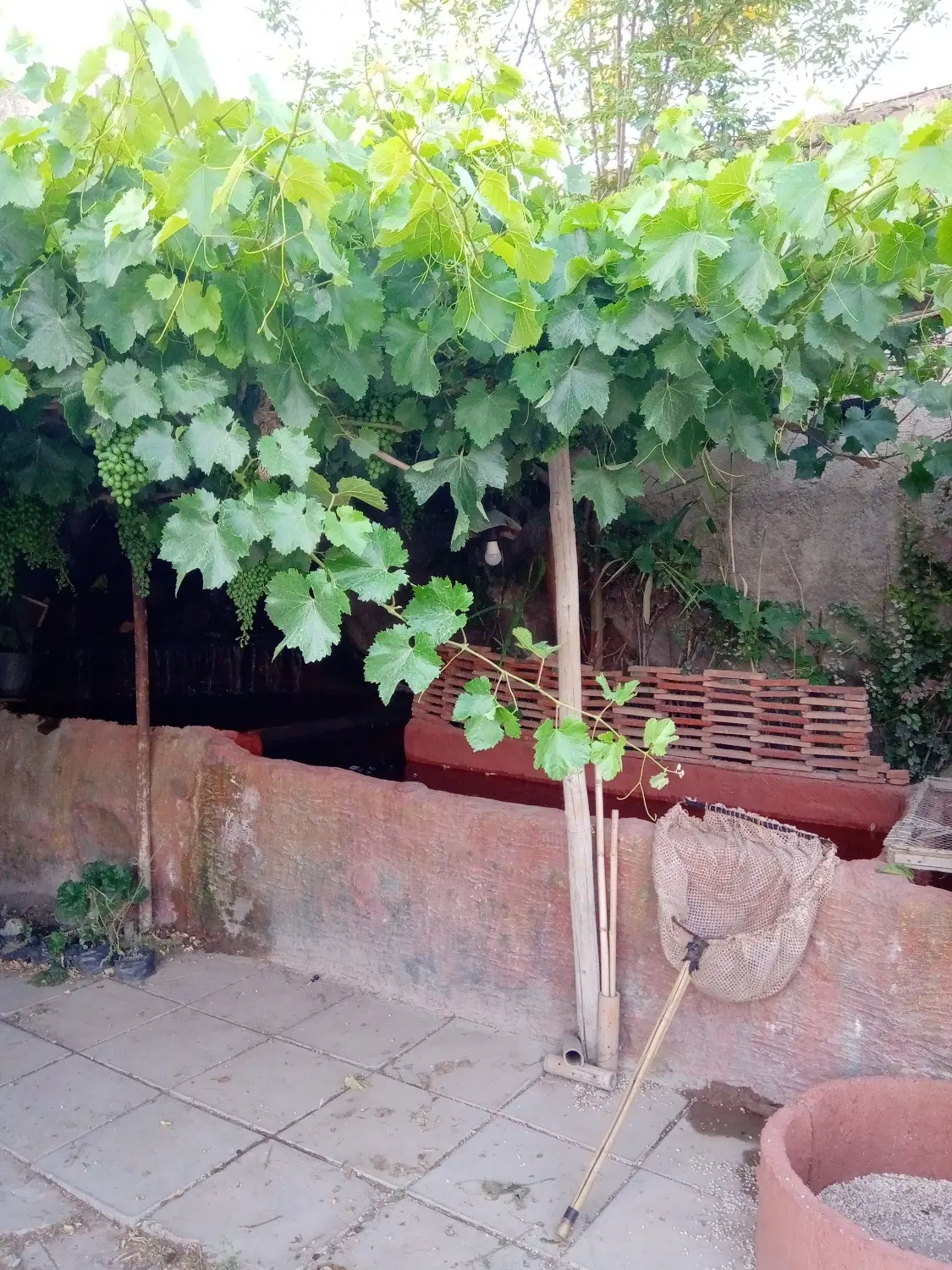 زمین دارای سوله و درخت مثمر