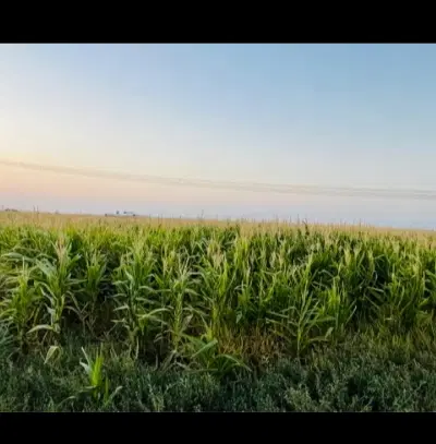 زمین کشاورزی چهار هکتارونیم با اب متور با سند