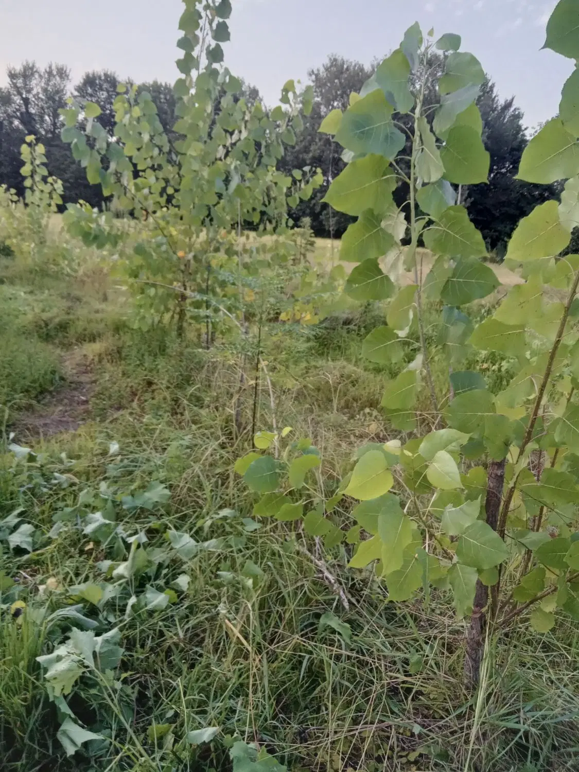 فروش زمین کشاورزی به متراژ ۴۵۴متر دوبر در قاضیان