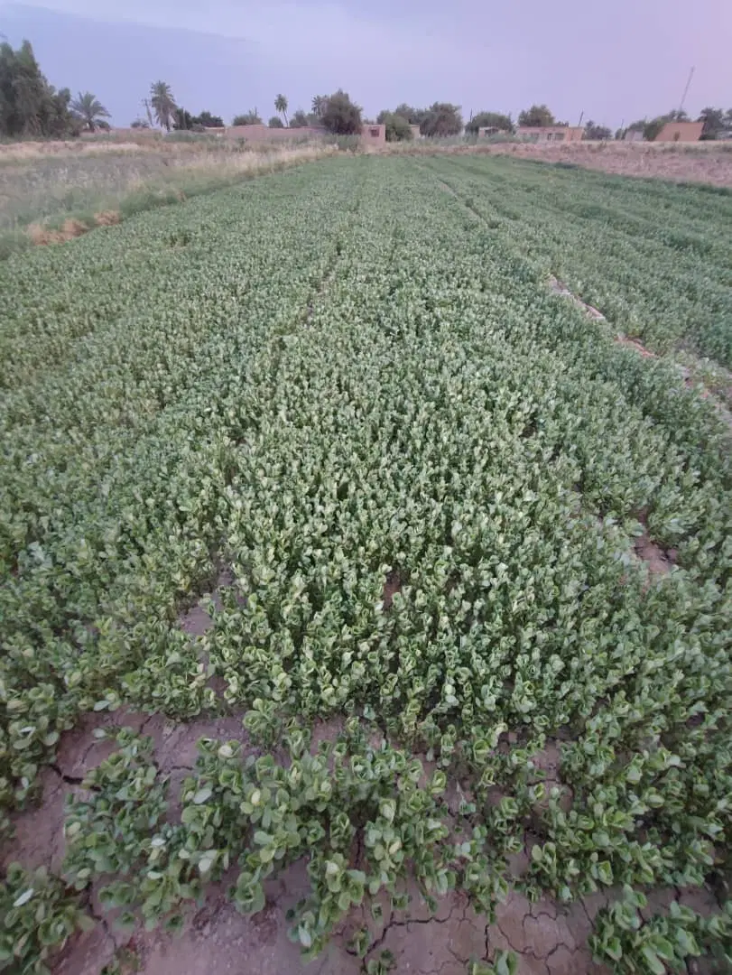 زمین کشاورزی ۴ هزار متر
