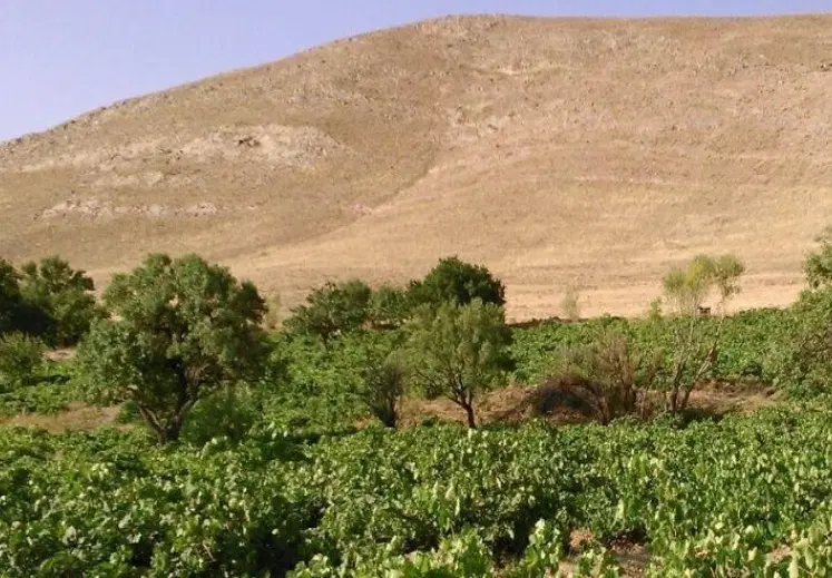زمین مزروعی با سند تک برگ تویسرکان