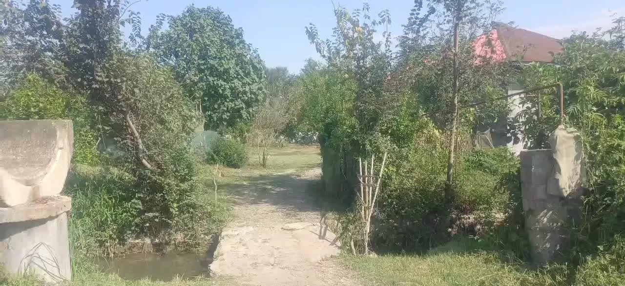 *زمین مسکونی‌ + شالیزار