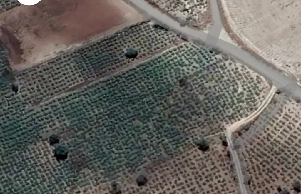 باغ انگور