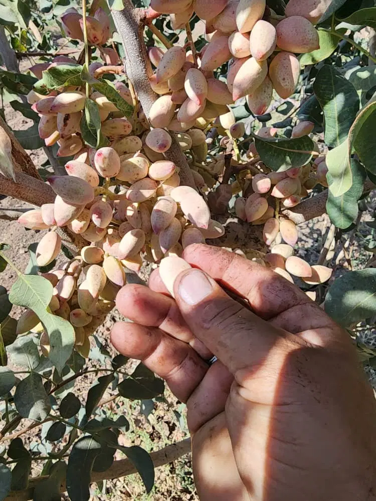 باغ
