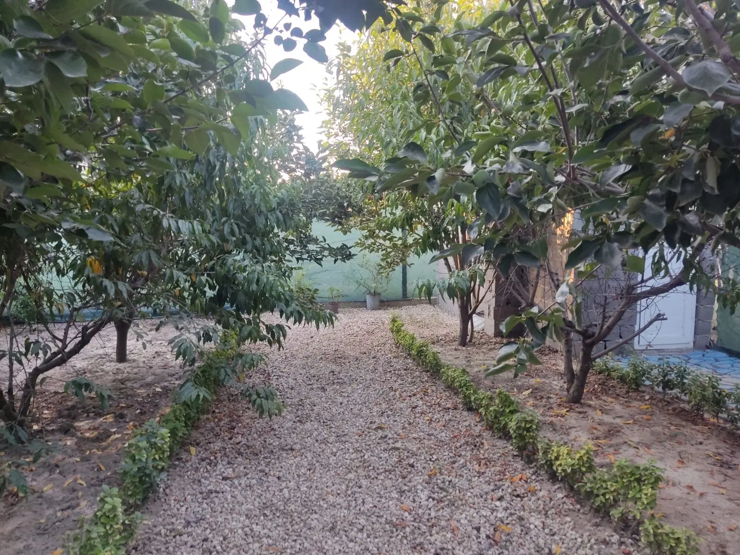 باغ بر خیابان اصلی شموشک