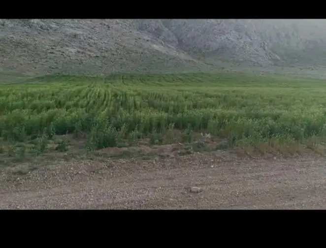 اجاره ۲۰۰ هکتار زمین کشاورزی جهت کشت پاییزه