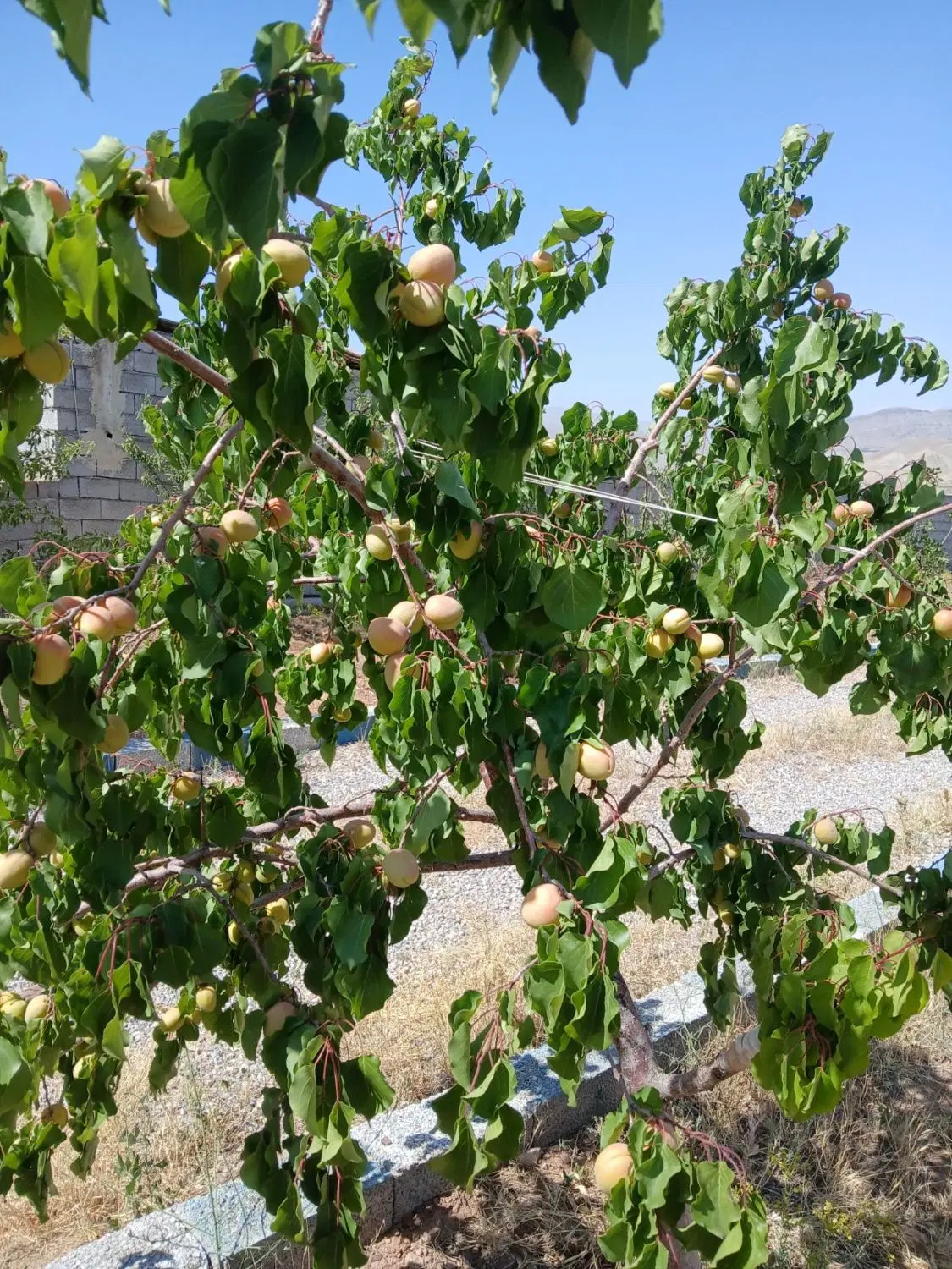 باغ با اصالت به متراژ۱۰۰۰متردرمزرعه