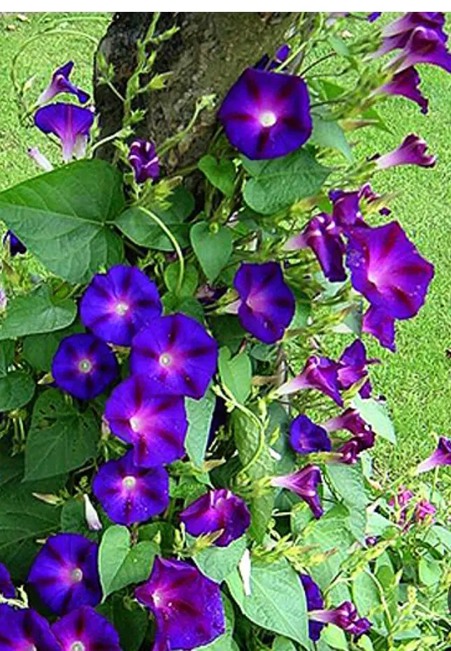 خانه باغ سنیج