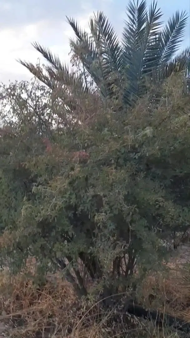 باغ ثمری ۳هکتاری میکند