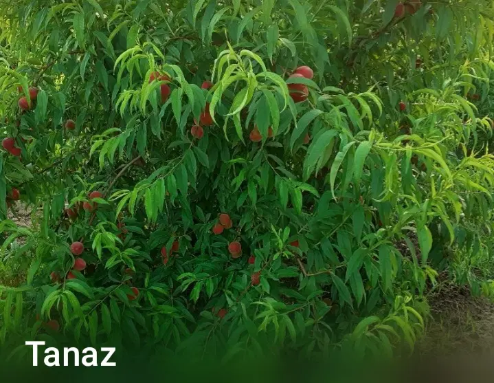 فروش سر درختی باغ سرخابی و زعفرانی