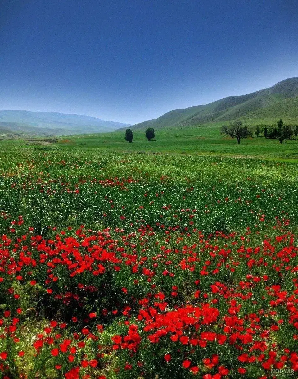 زمین کشاورزی وزراعی تک برگ سند
