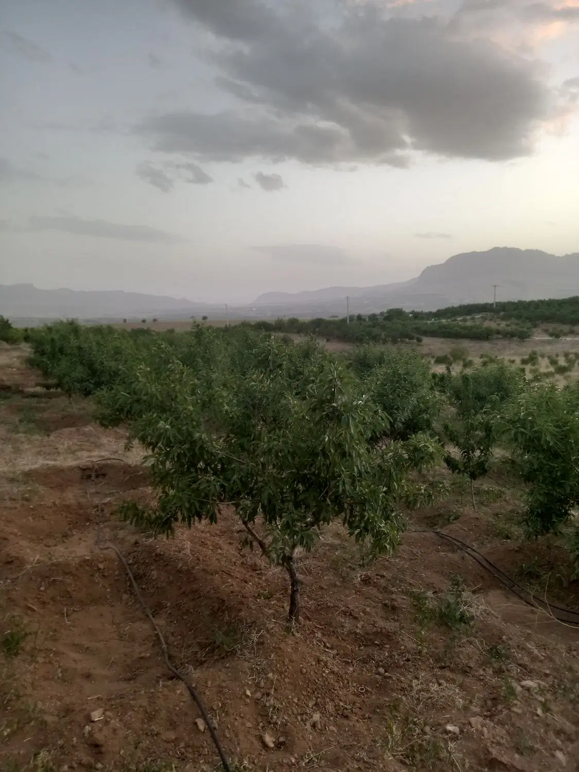 باغ بادام و گیلاس نقلی
