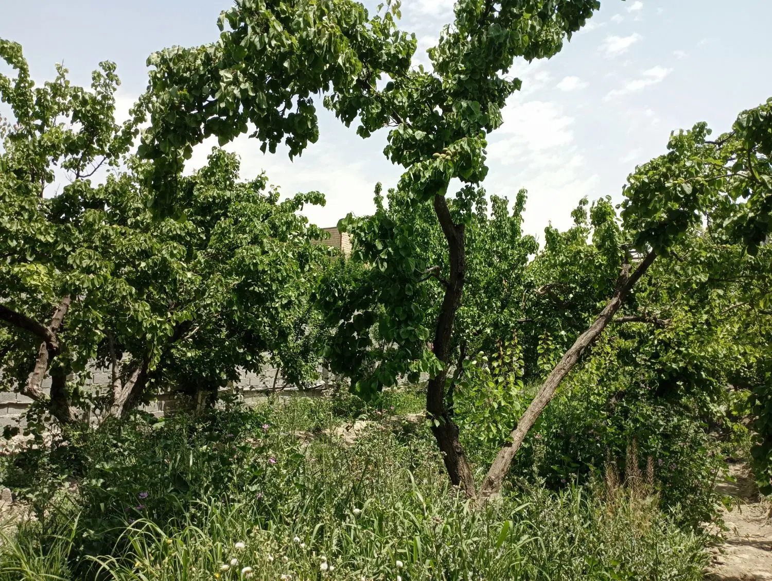 فروش باغچه با سند سبز و سهمیه آب در خ اصلی لم آباد