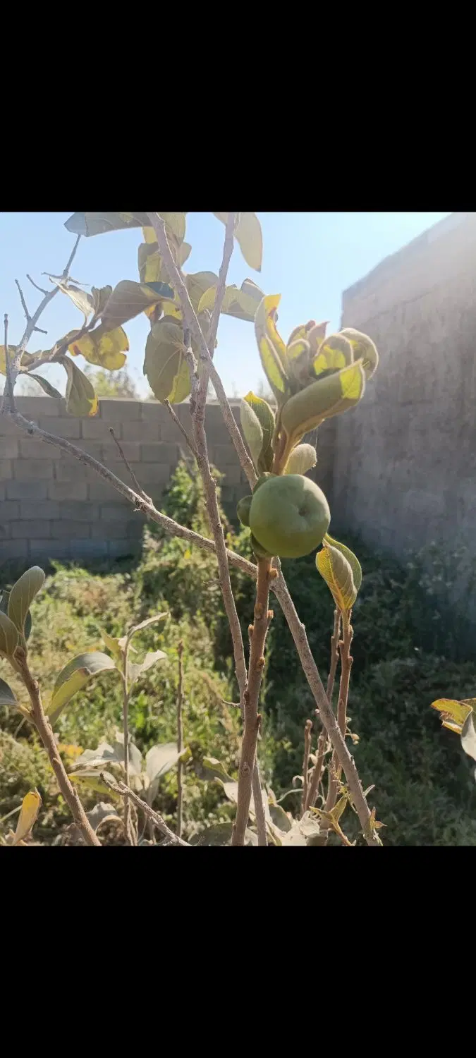 زمین ۵۰۰متری