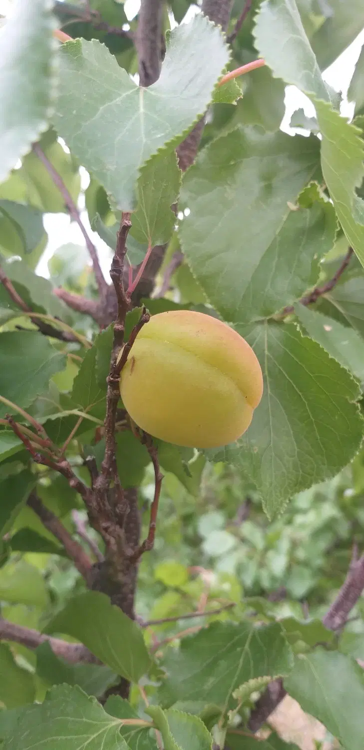 باغچه فروشی در بیدگنه