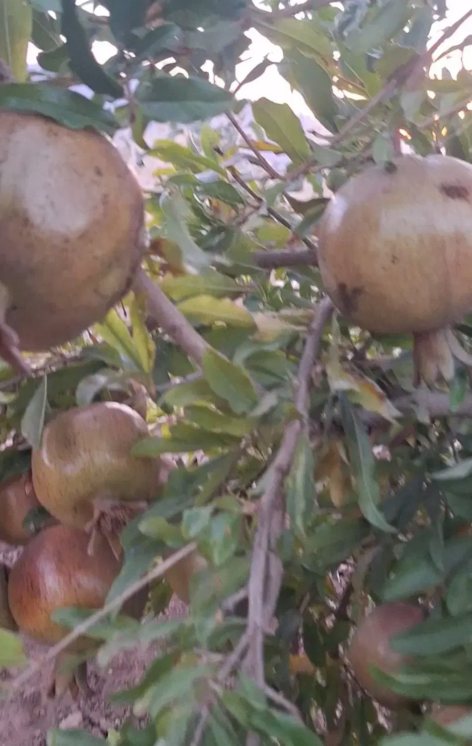 باغ ده باقر