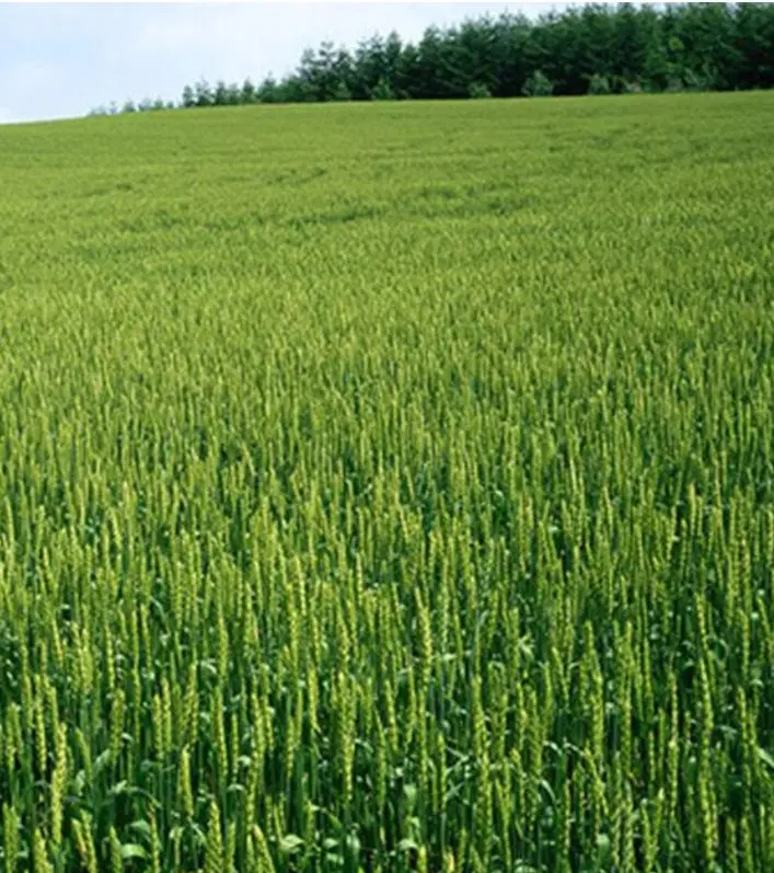 زمین  زراعی