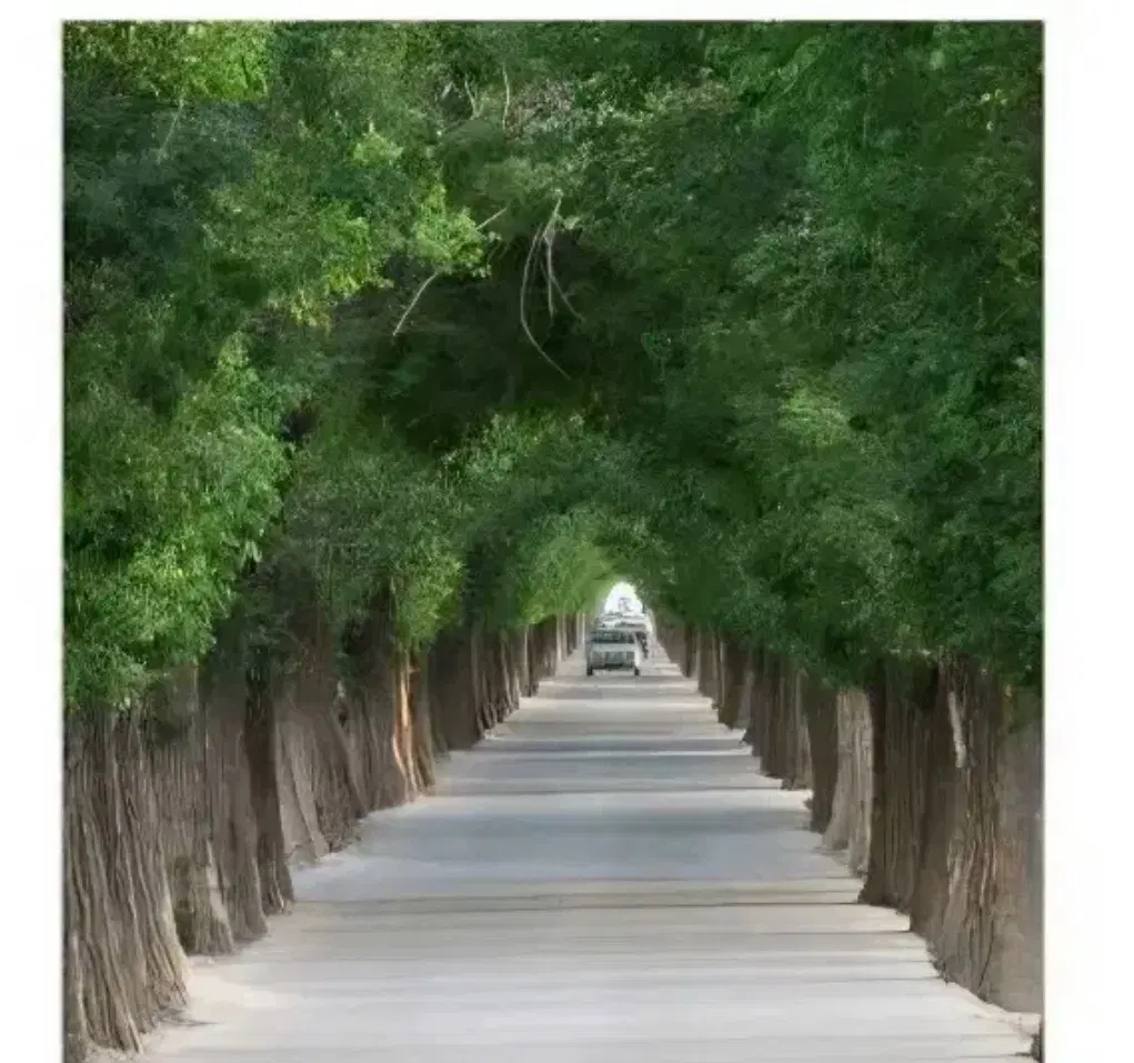خیابان زیبای درختی ۱۰۰۰ متر چهار دیواری