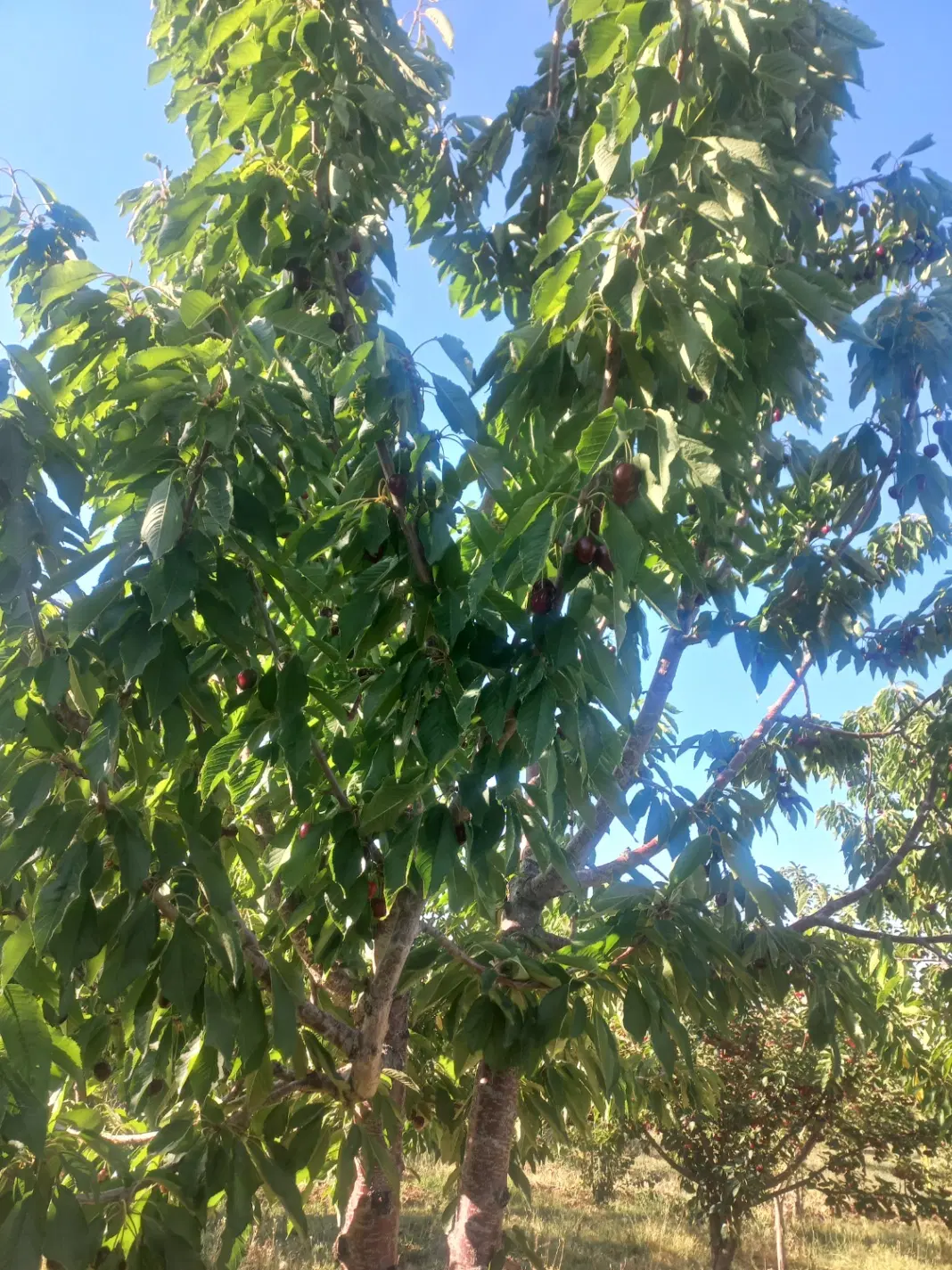 باغ لوکس
