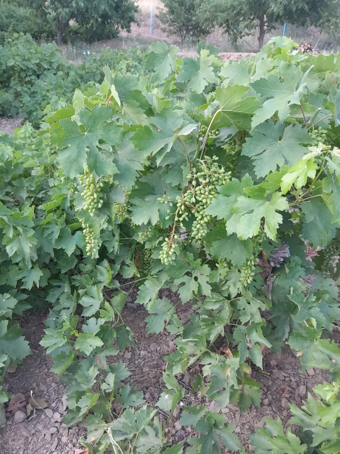 فروش یک قطعه زمین  کشاورزی  به مساحت 1700