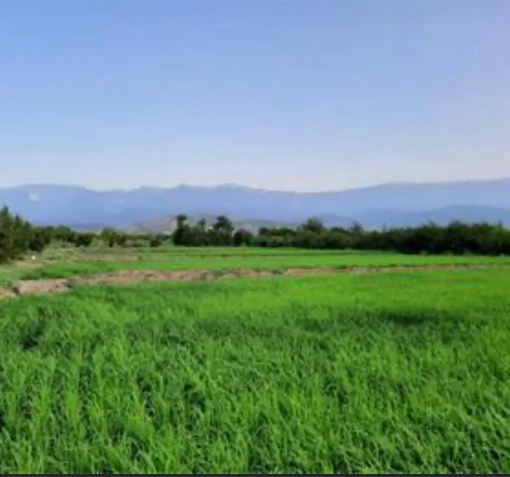 زمین مسکونی واقع در منطقه باورس(زیباشهر)