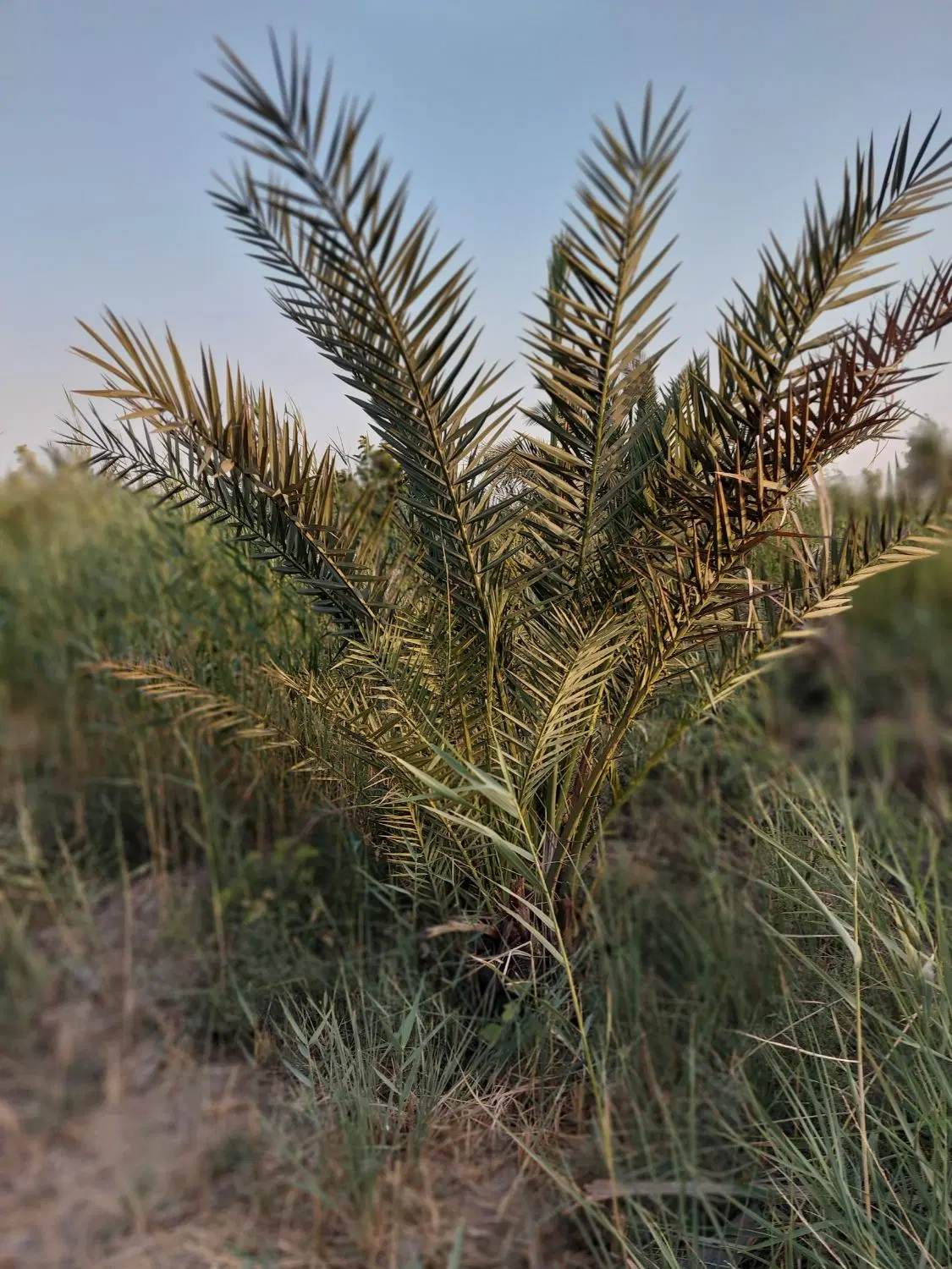 زمین باغی سند تگ برگ