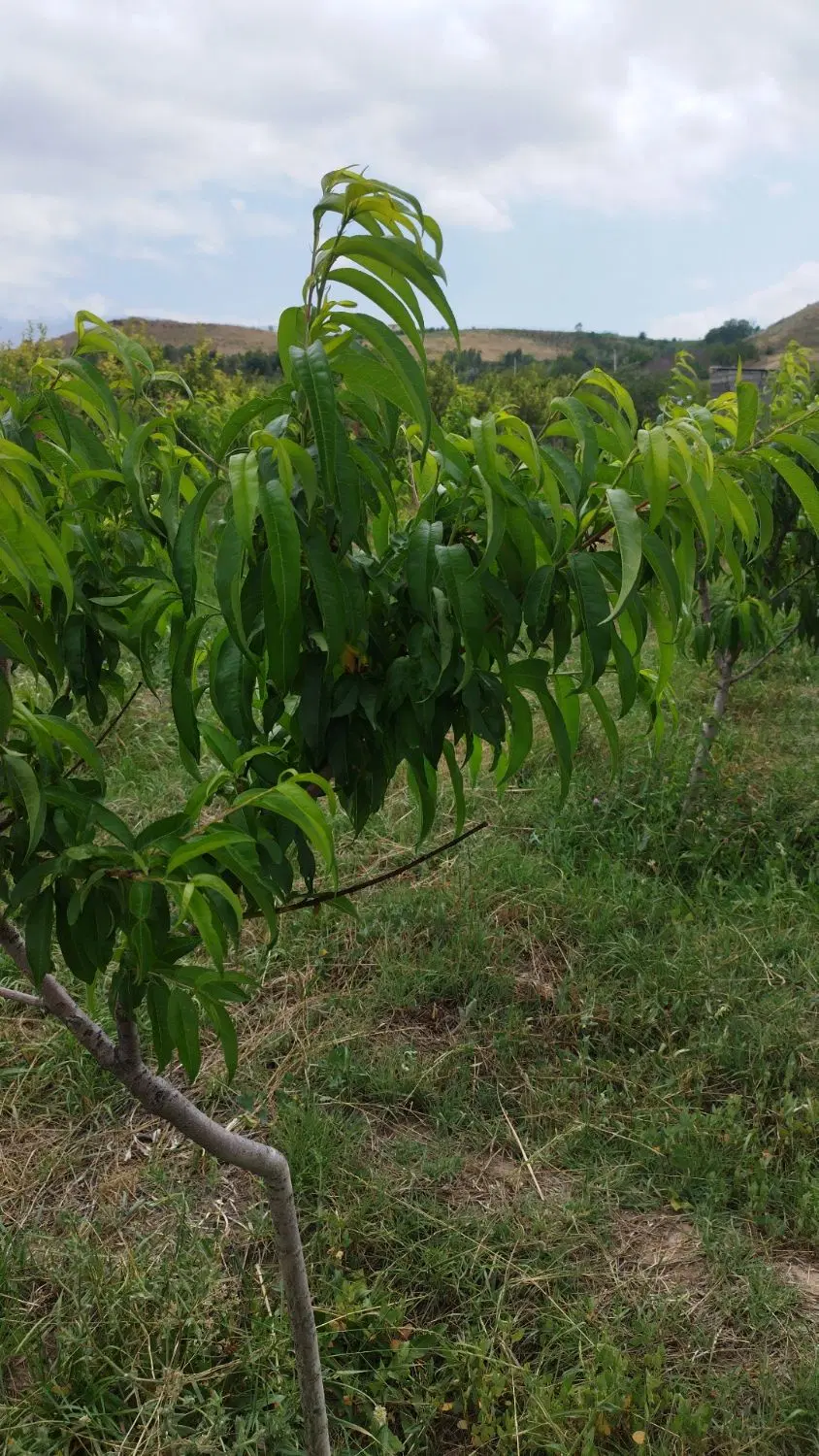 باغ نزدیک هزارچمنی
