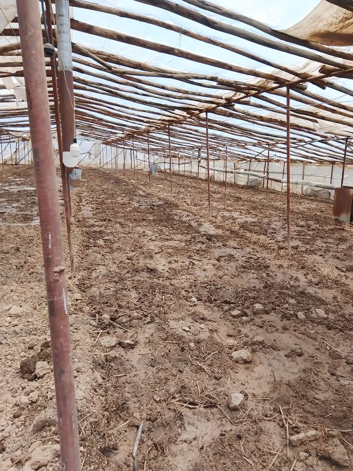رعیتی.برای خیار