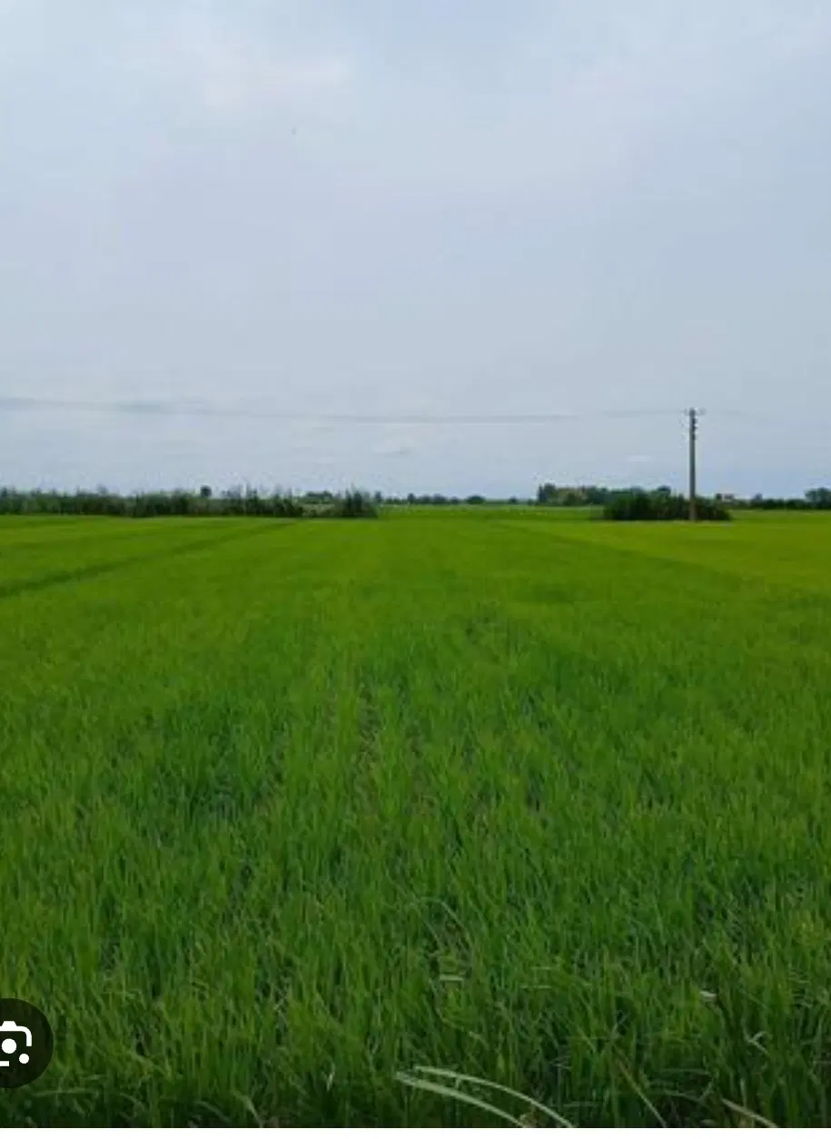 زمین کشاورزی