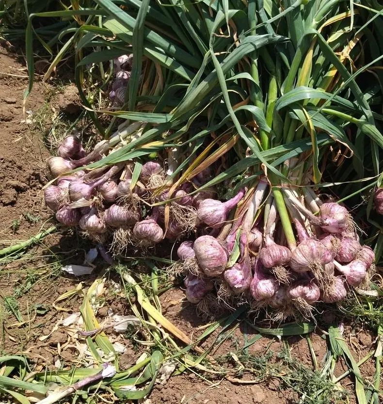 زمین کشاورزی برای سیر