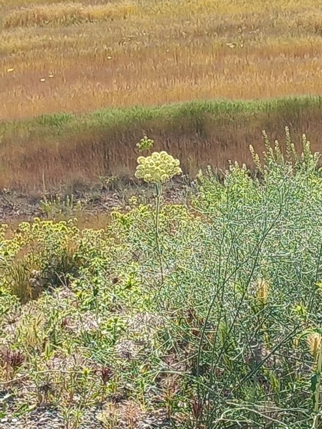 زمین باغچه