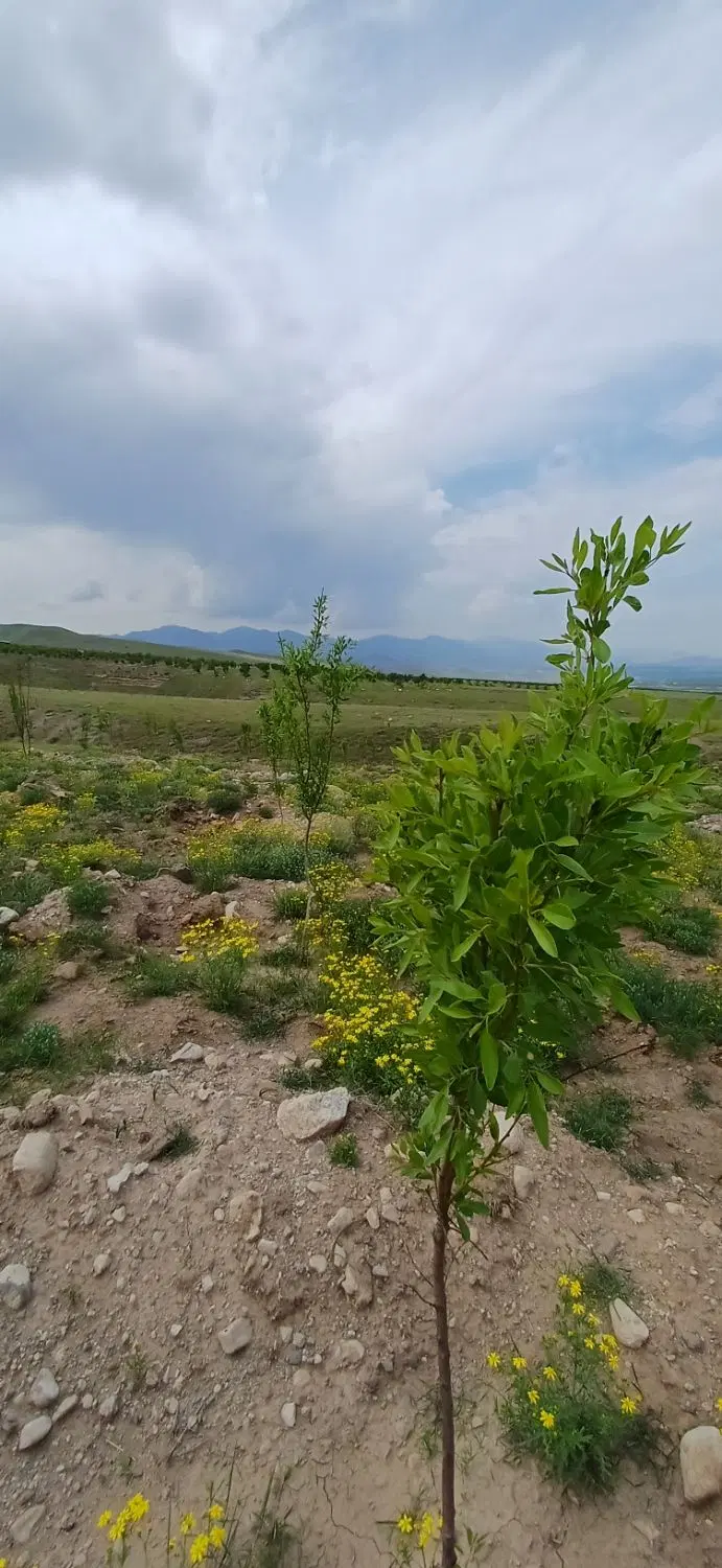 زمین باغ
