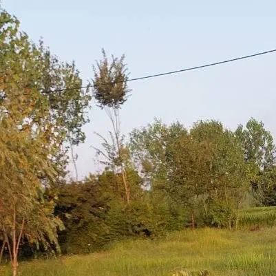 برای باغچه یک قطعه زمین