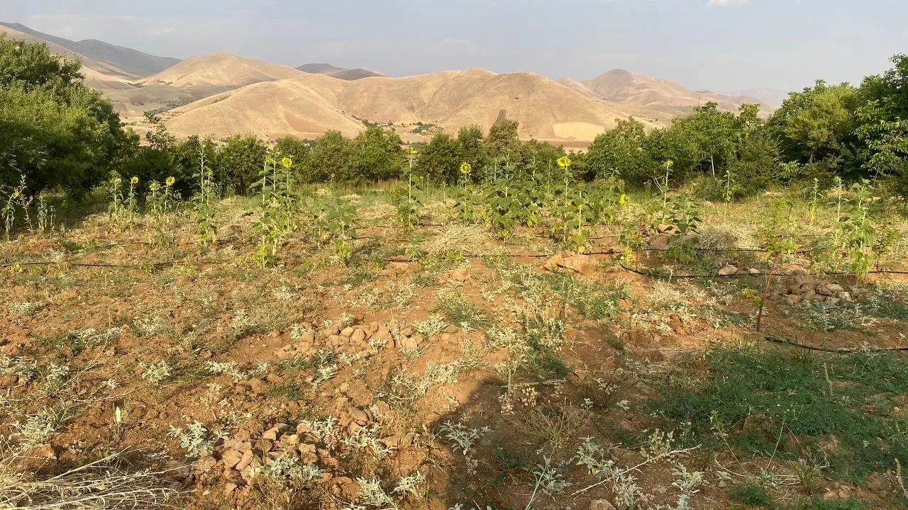زمین کشاورزی