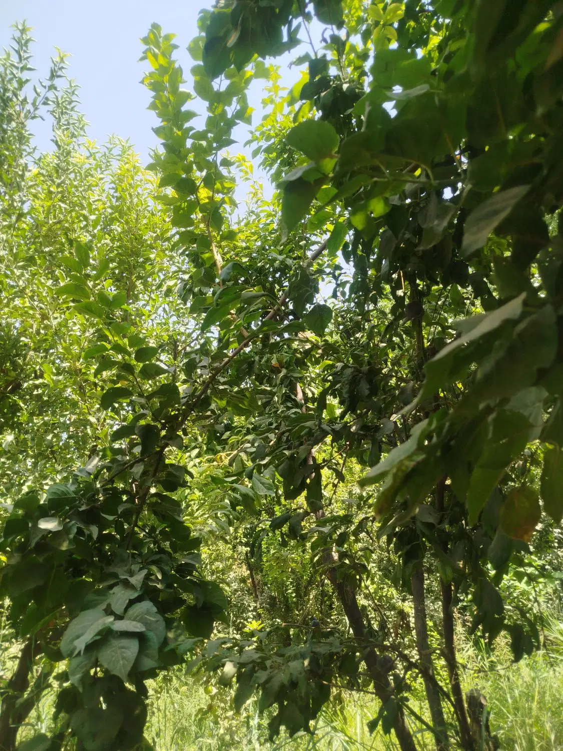 باغ حشمت آباد گاوکشه