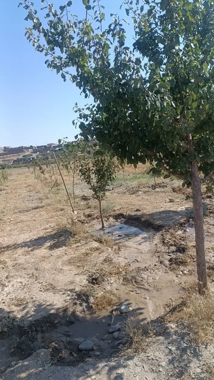 باغ ۱۰۰۰ متری نزدیک گلبهار