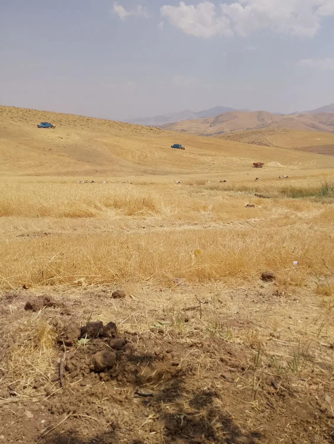 زمین مسکونی