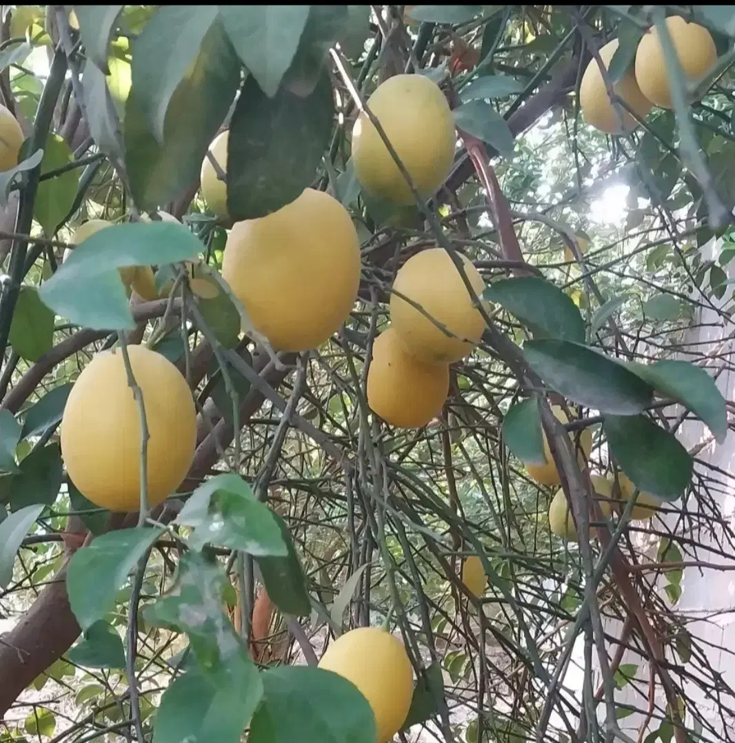 زمین باغچه