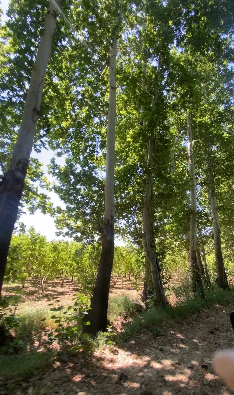 باغ شهرکی سهیلیه کردان