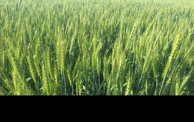 فروش۵ونیم هکتارزمین آبی با۱_۷۵صدم چاه عمیق