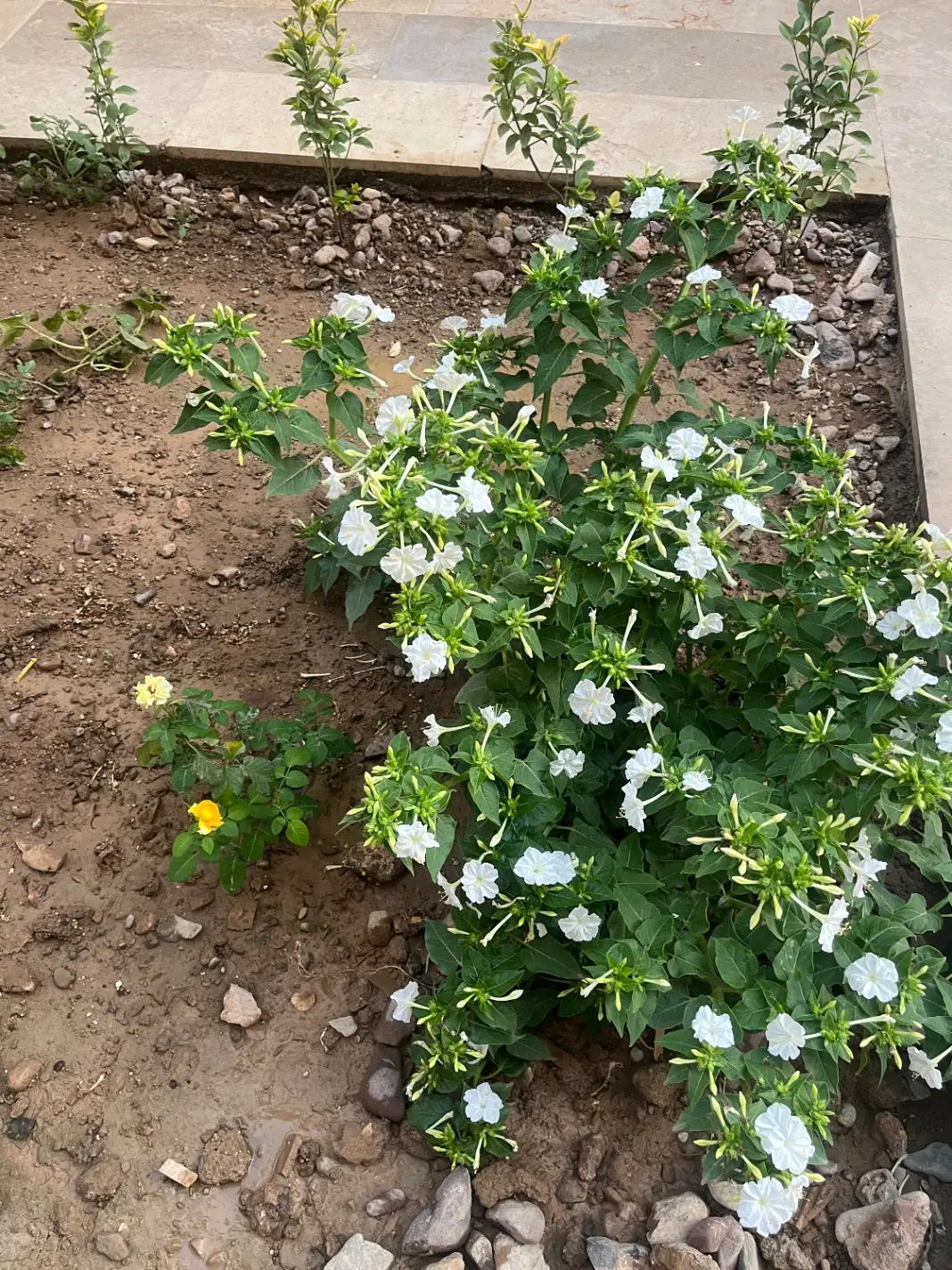 فروش زمین باغی لیوان غربی