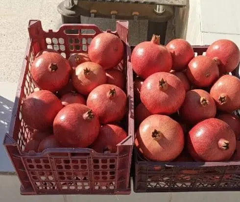 خانه باغ مسکونی شیک فوری