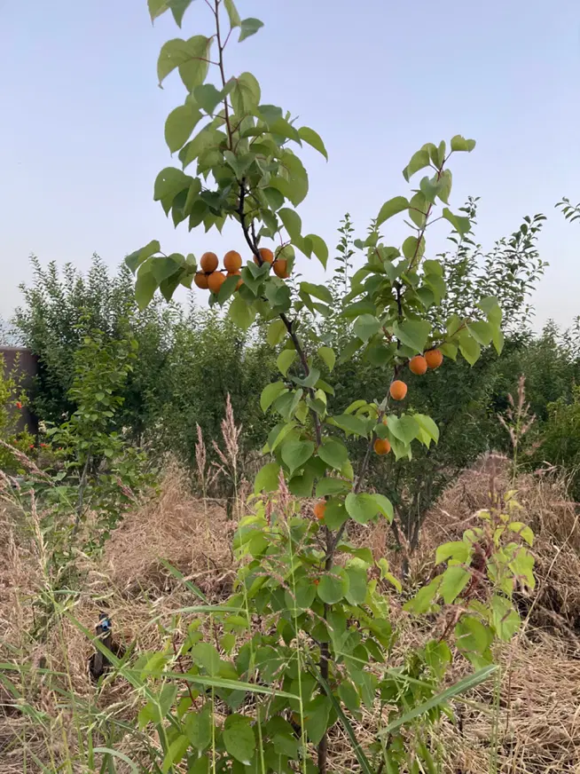 باغچه ۵ ساله