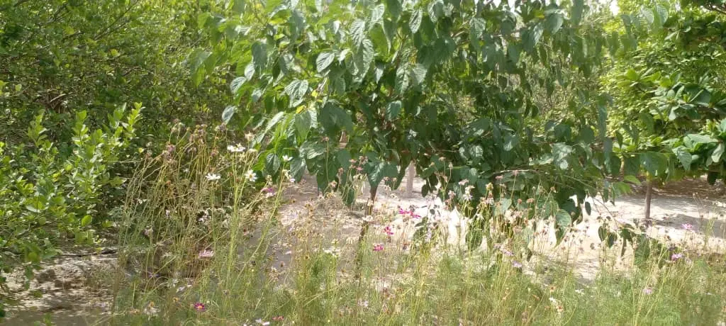 زمین گورک