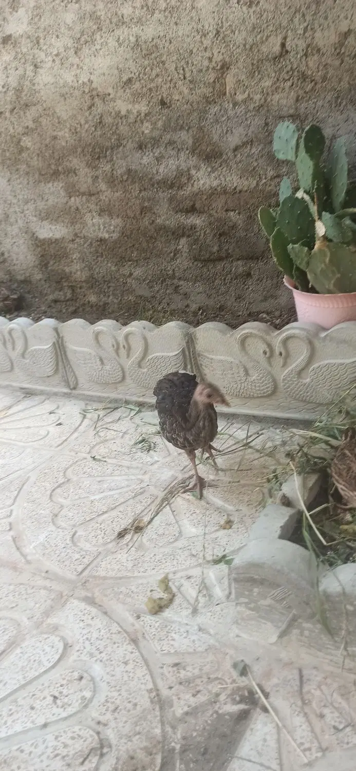 یک بامنزل مسکونی