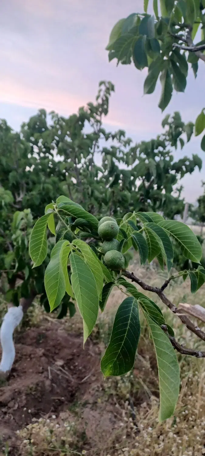 فروش باغ، بنک آباد روبروی صنایع دفاع